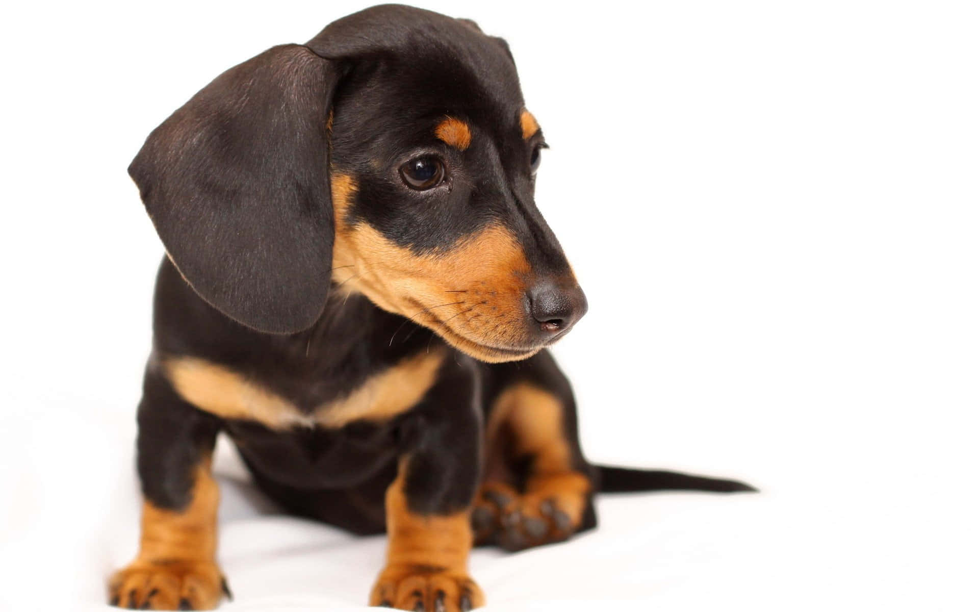 black and tan dachshund puppy, white background, soft lighting, Full HD Desktop Wallpaper