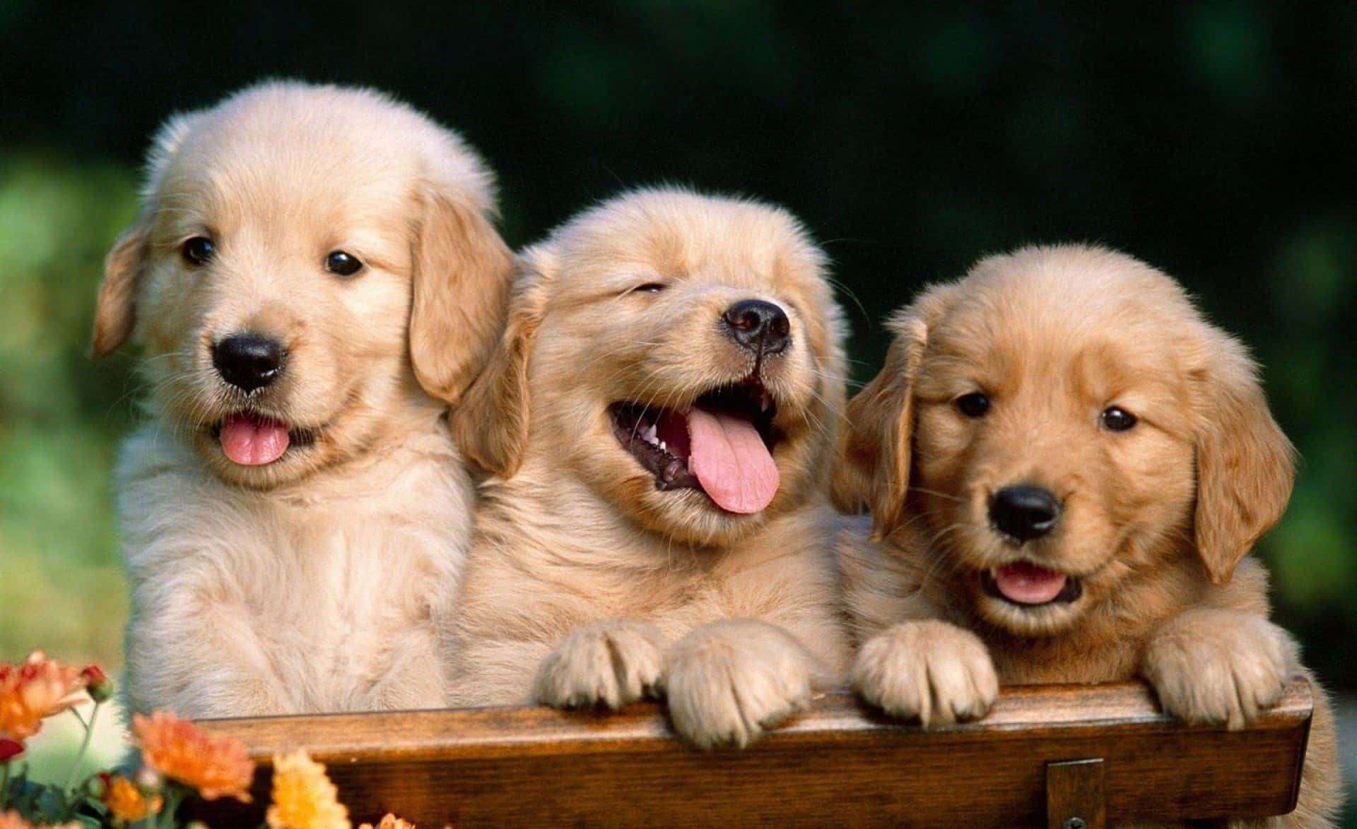 golden retriever puppies, fluffy, joyful expressions, Full HD Desktop Wallpaper