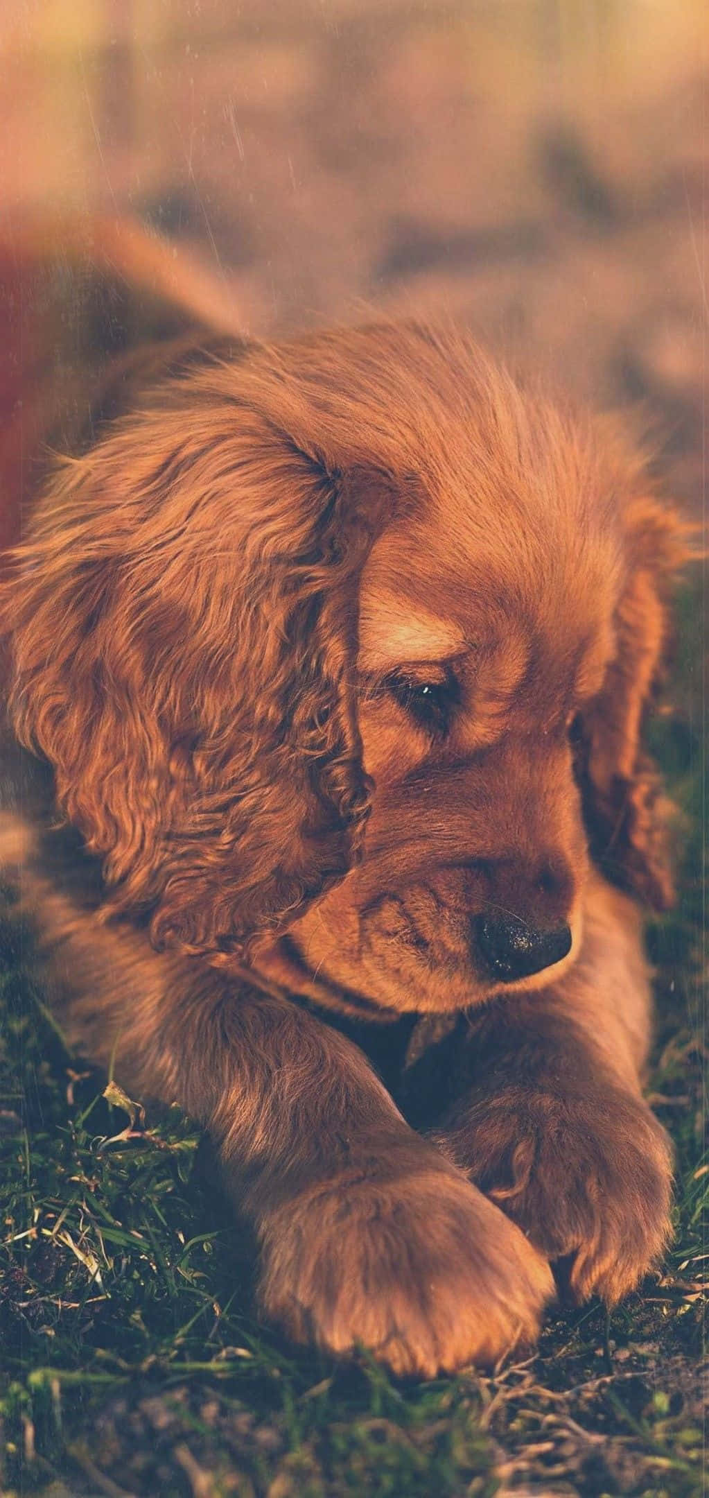 golden retriever puppy, soft wavy fur, green grass, Full HD Phone Wallpaper