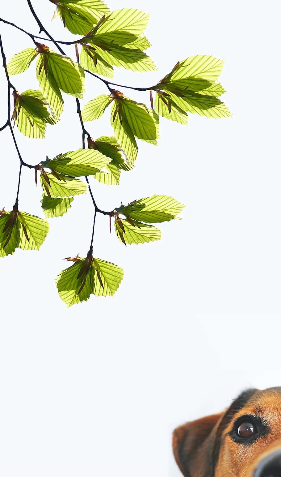 curious puppy, vibrant green leaves, branch, HD Phone Wallpaper