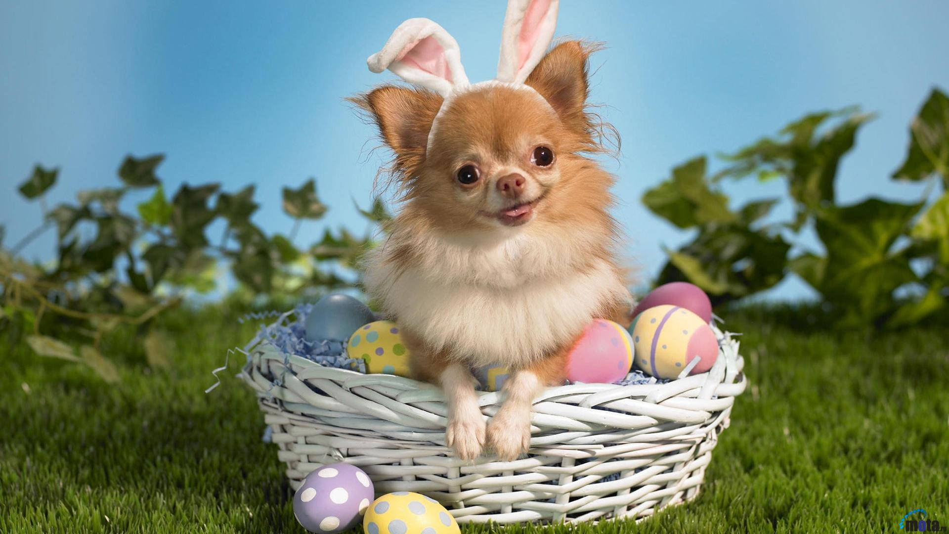 fluffy chihuahua, bunny ears, wicker basket, Full HD Desktop Wallpaper