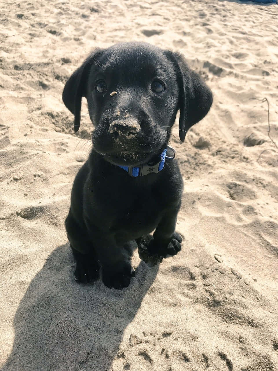black lab puppy, sandy paws, nose, HD Phone Wallpaper