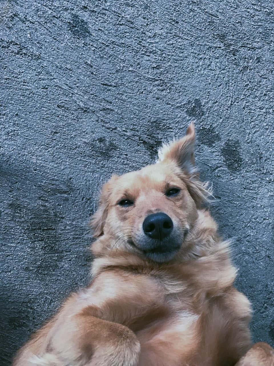 golden retriever, relaxed expression, textured gray concrete surface, HD Phone Wallpaper
