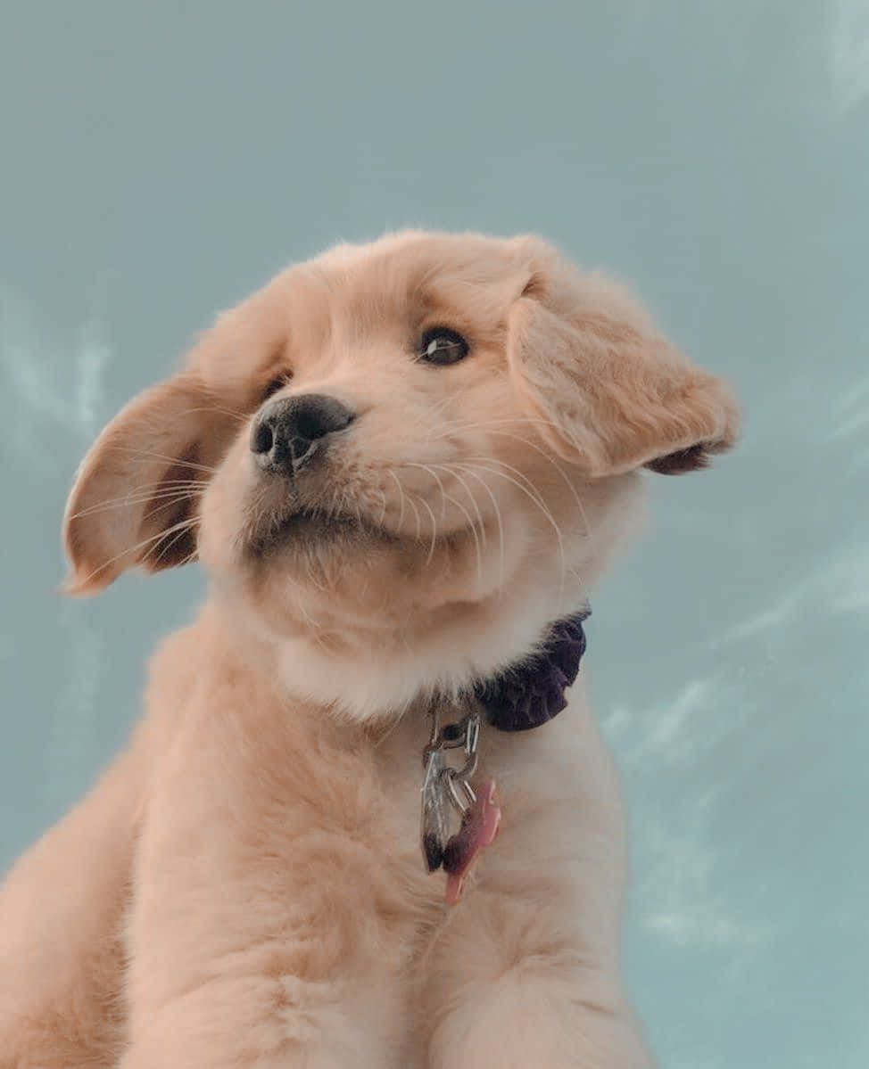 golden puppy, droopy ears, soft blue backdrop, SD Phone Wallpaper