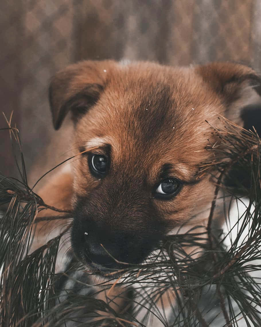 brown puppy, dark eyes, pine needles, SD Phone Wallpaper