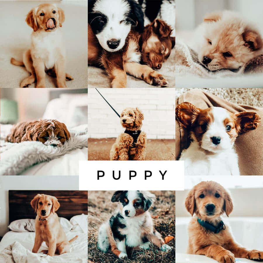 Puppy Collage Aesthetic, puppies, collage, SD Desktop Wallpaper