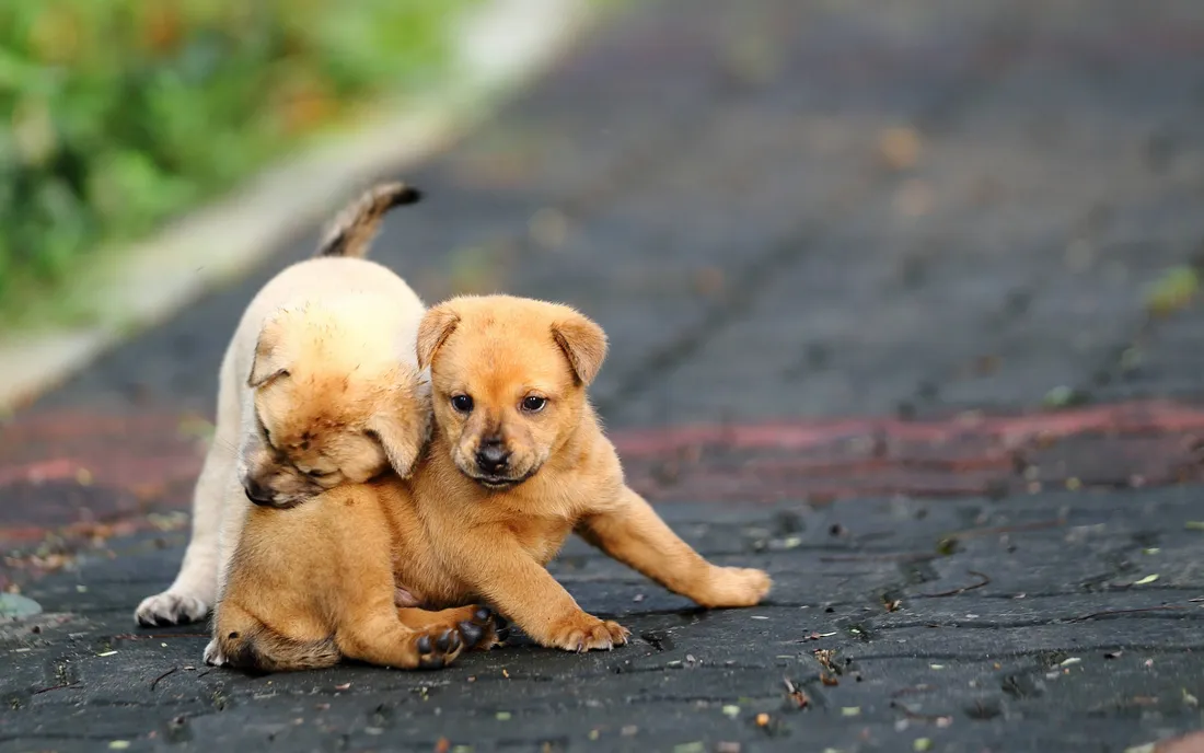 Puppy Dog Pals