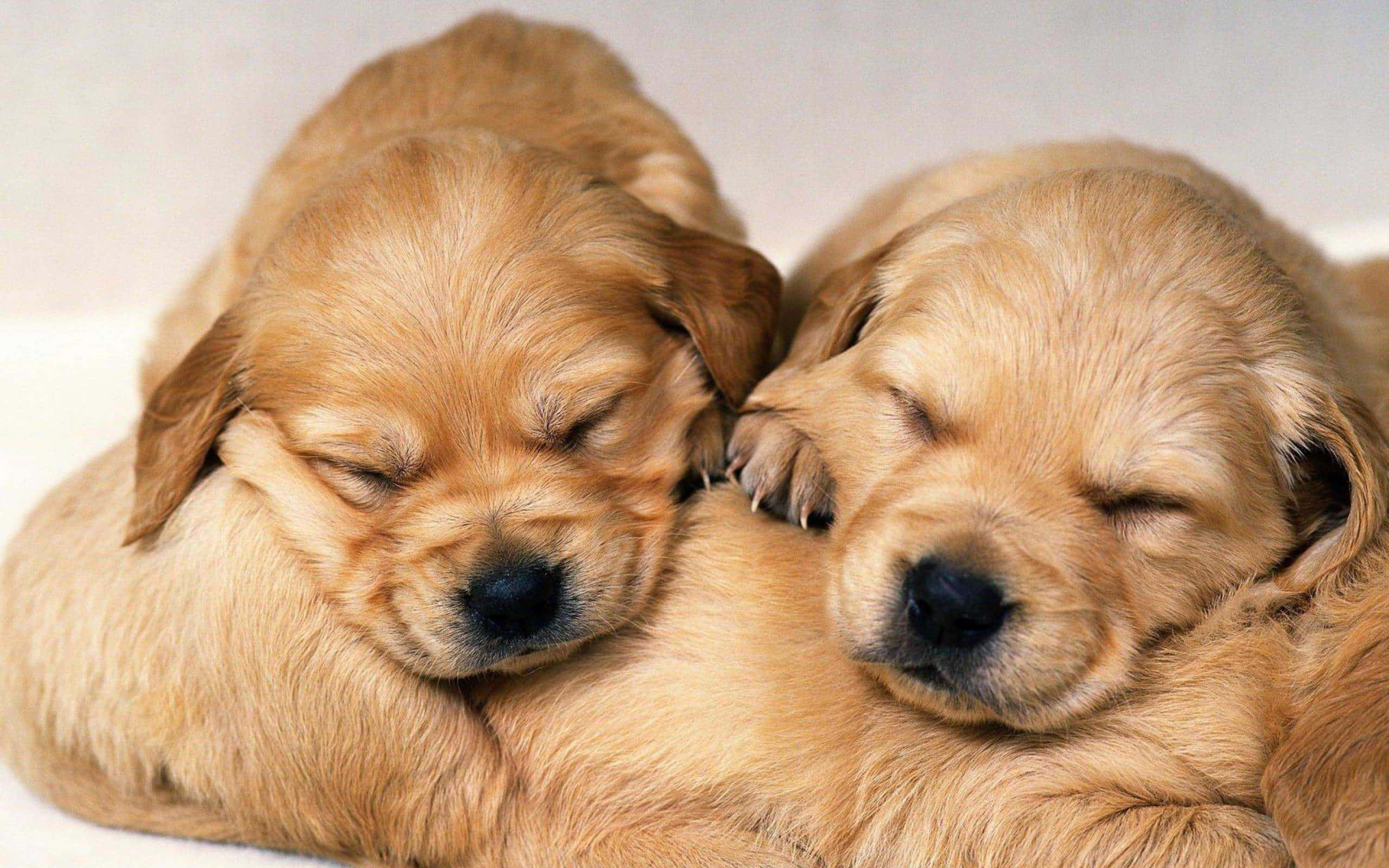 puppies, fluffy, golden, 2K Desktop Wallpaper