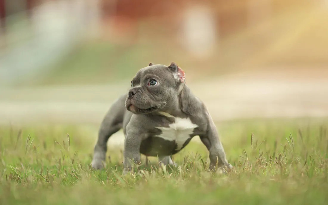 Puppy Dog