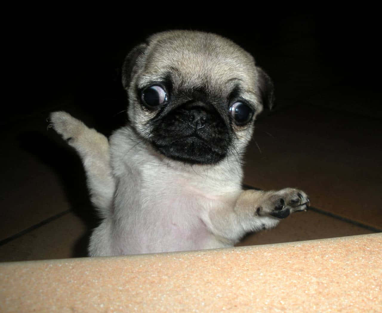 pug puppy, wide eyes, raised paws, HD Desktop Wallpaper