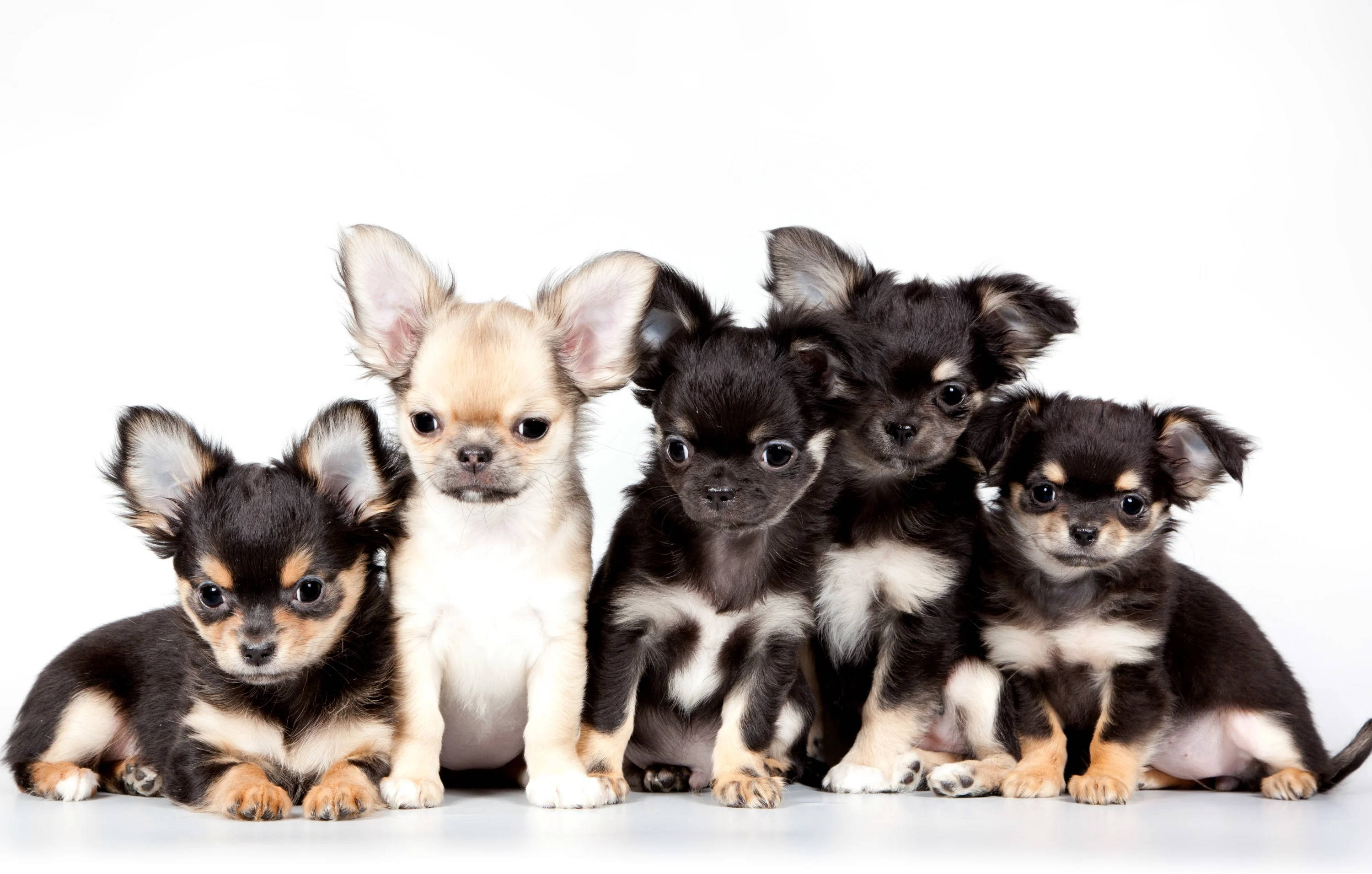chihuahua puppies, big ears, expressive eyes, 2K Desktop Wallpaper