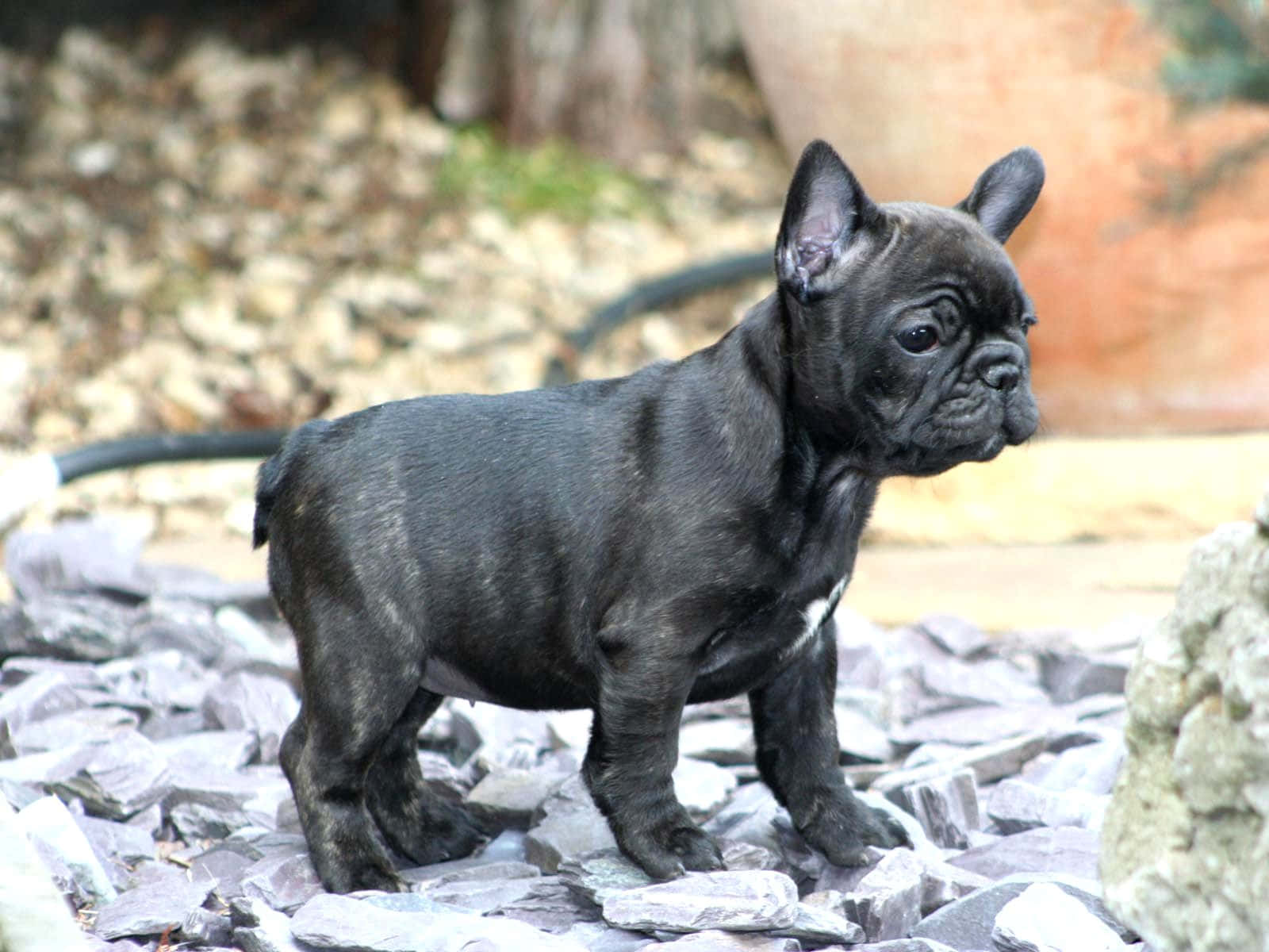 black French Bulldog puppy, gray gravel, blurred natural background, HD Desktop Wallpaper