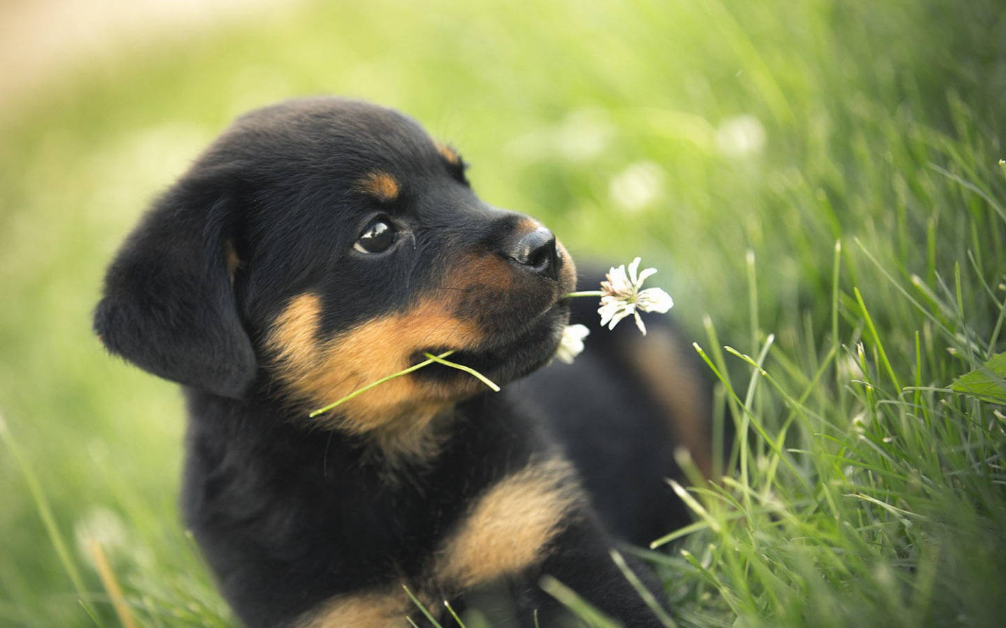 black rottweiler puppy dog, white dandelion, vibrant green grass, HD Desktop Wallpaper