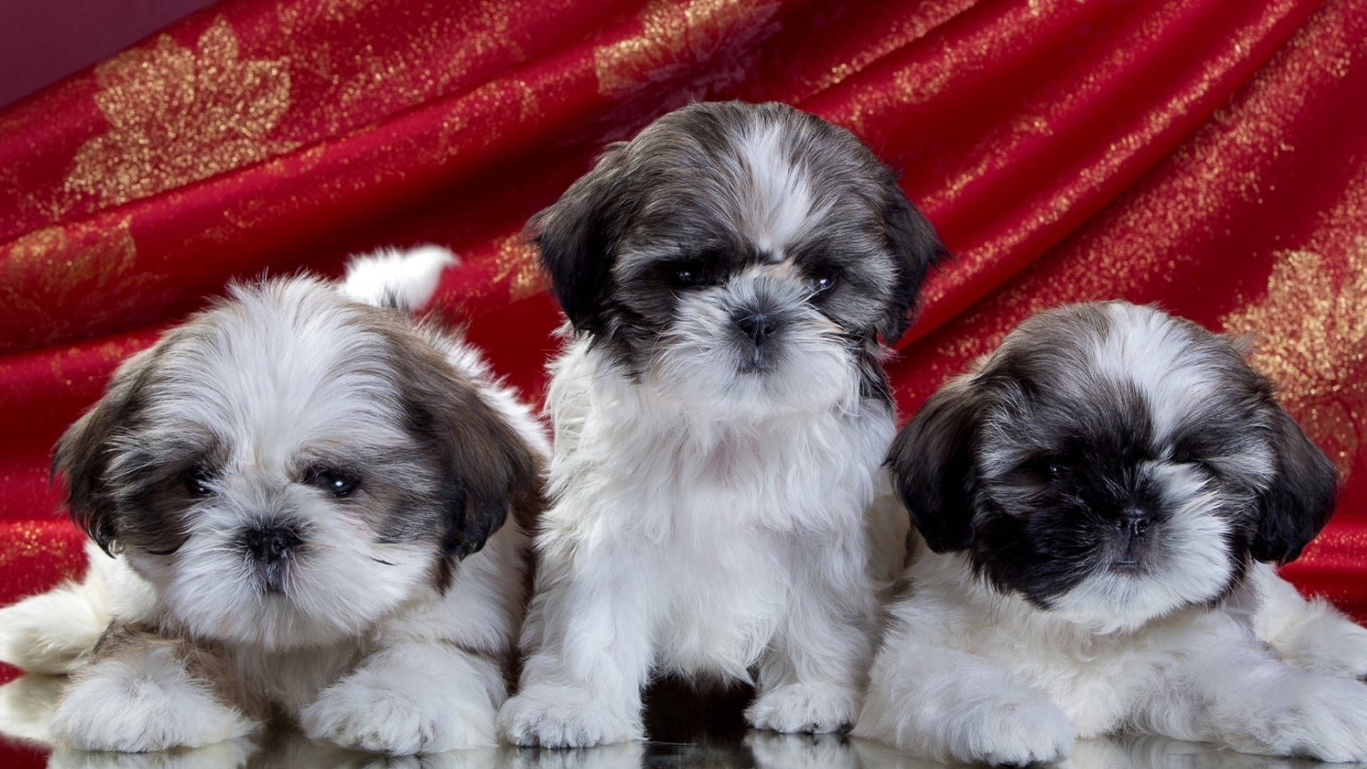 Shih Tzu, white and gray fur, reflective surface, Full HD Desktop Wallpaper