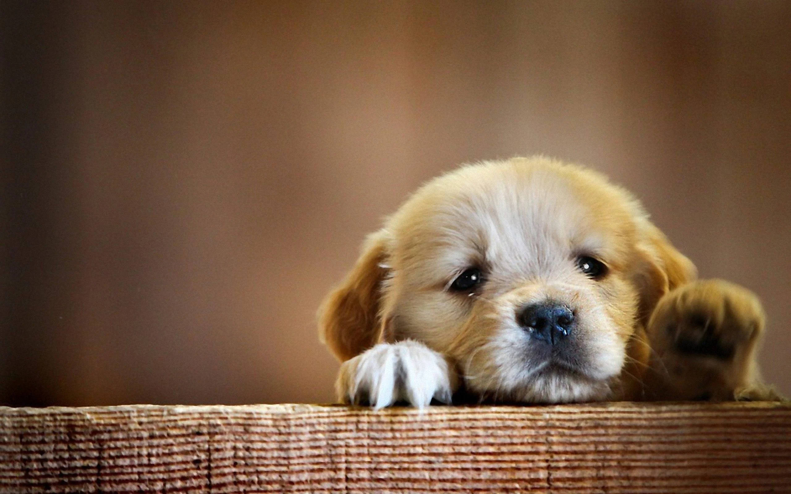 Puppy Dog, golden retriever puppy, big dark eyes, 2K Desktop Wallpaper