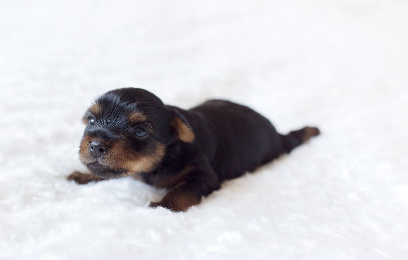black and tan Yorkshire terrier puppy, soft white textured blanket, big curious eyes, HD Desktop Wallpaper