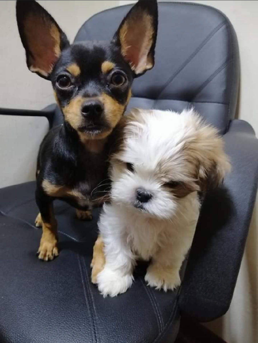 Puppy Dog, office chair, black, SD Phone Wallpaper