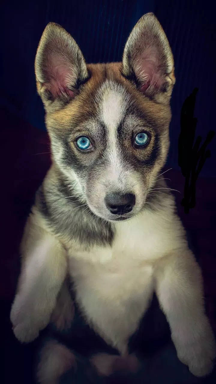 blue eyed husky puppy dog, blue eyes, fluffy fur, HD Phone Wallpaper