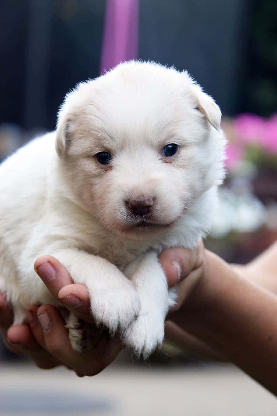 Small Dog Kitanami, white puppy, soft fur, HD Phone Wallpaper