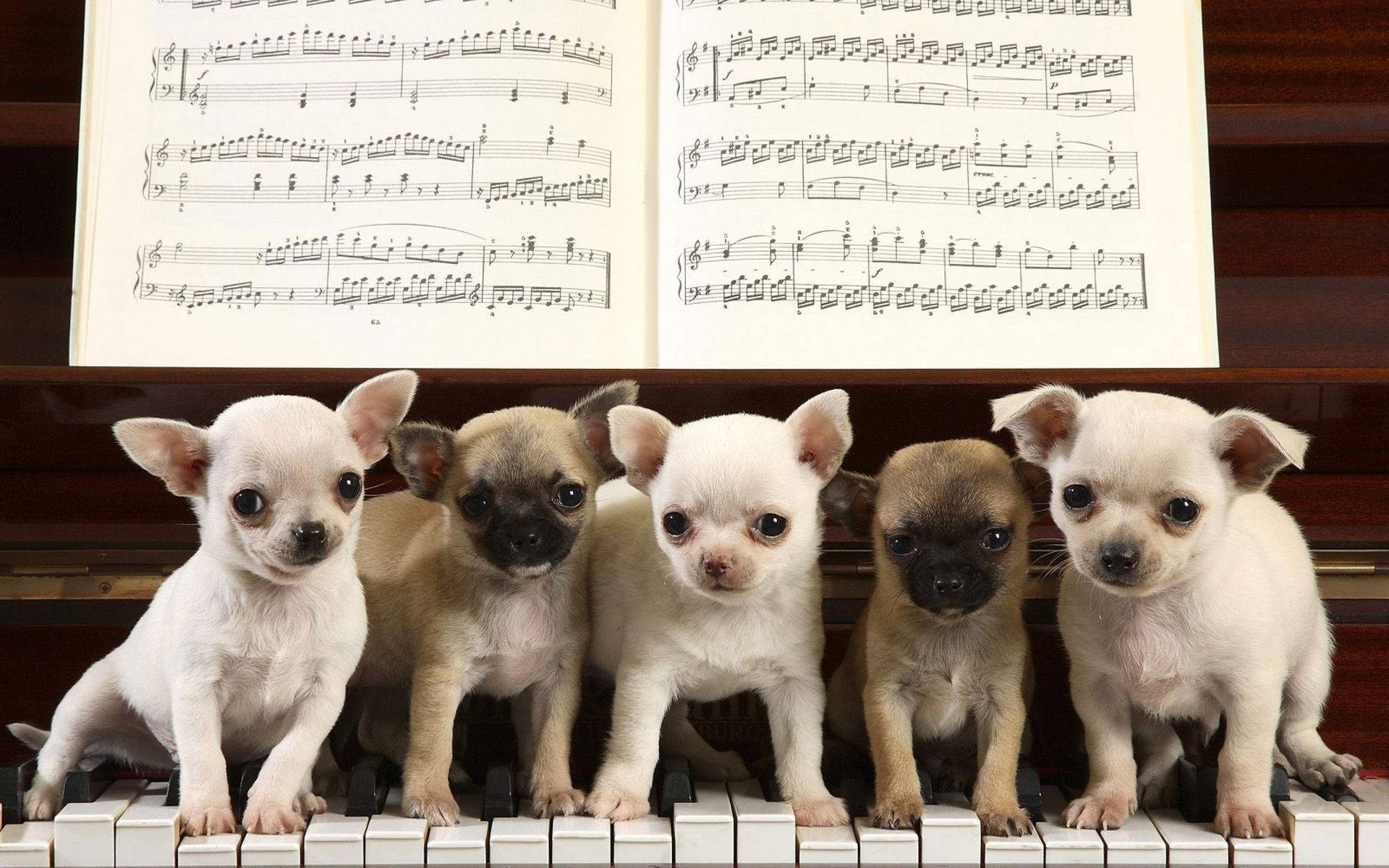 chihuahua puppies, piano keys, open sheet music book, Full HD Desktop Wallpaper