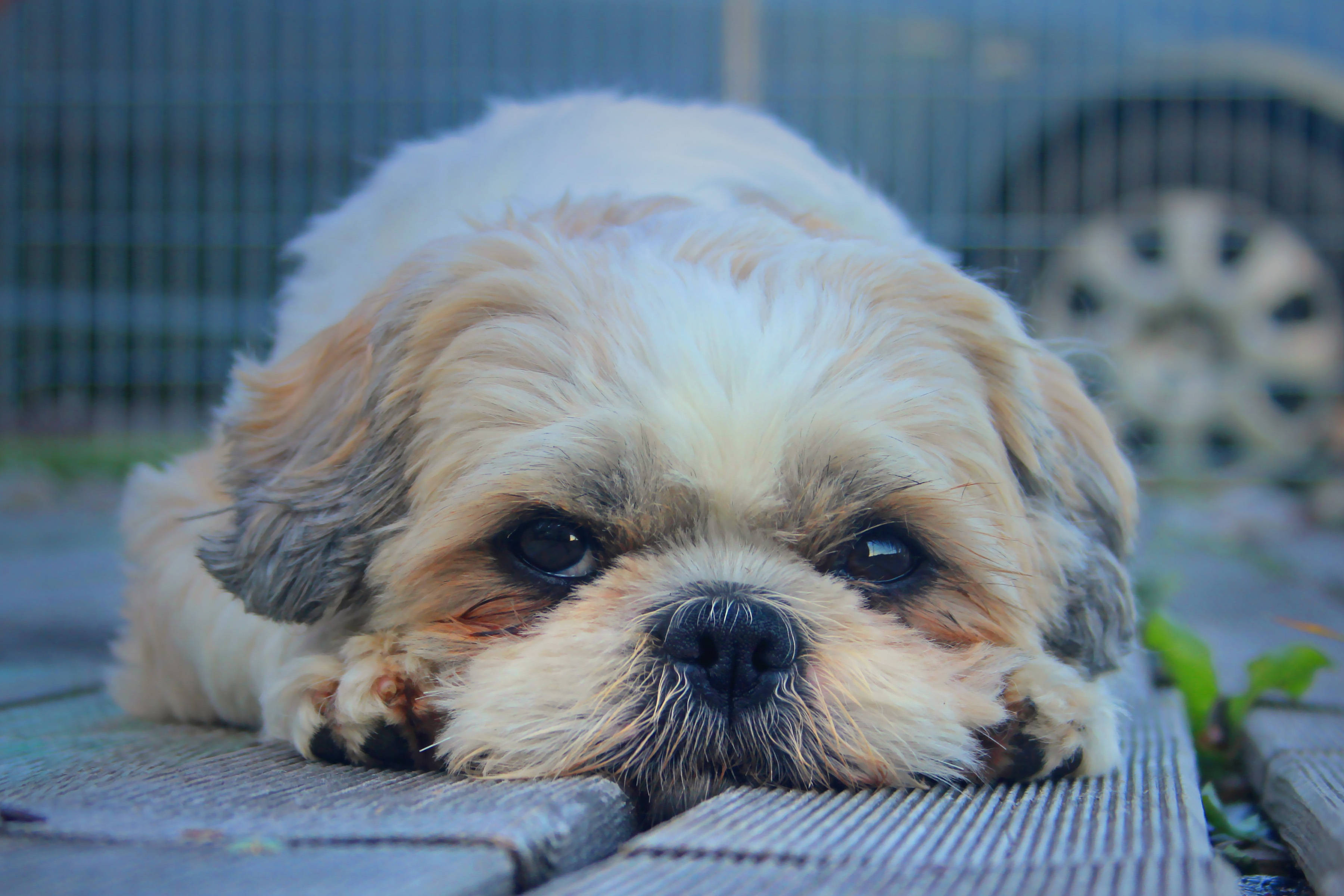 Shih Tzu, puppy dog, garage, 2K Desktop Wallpaper