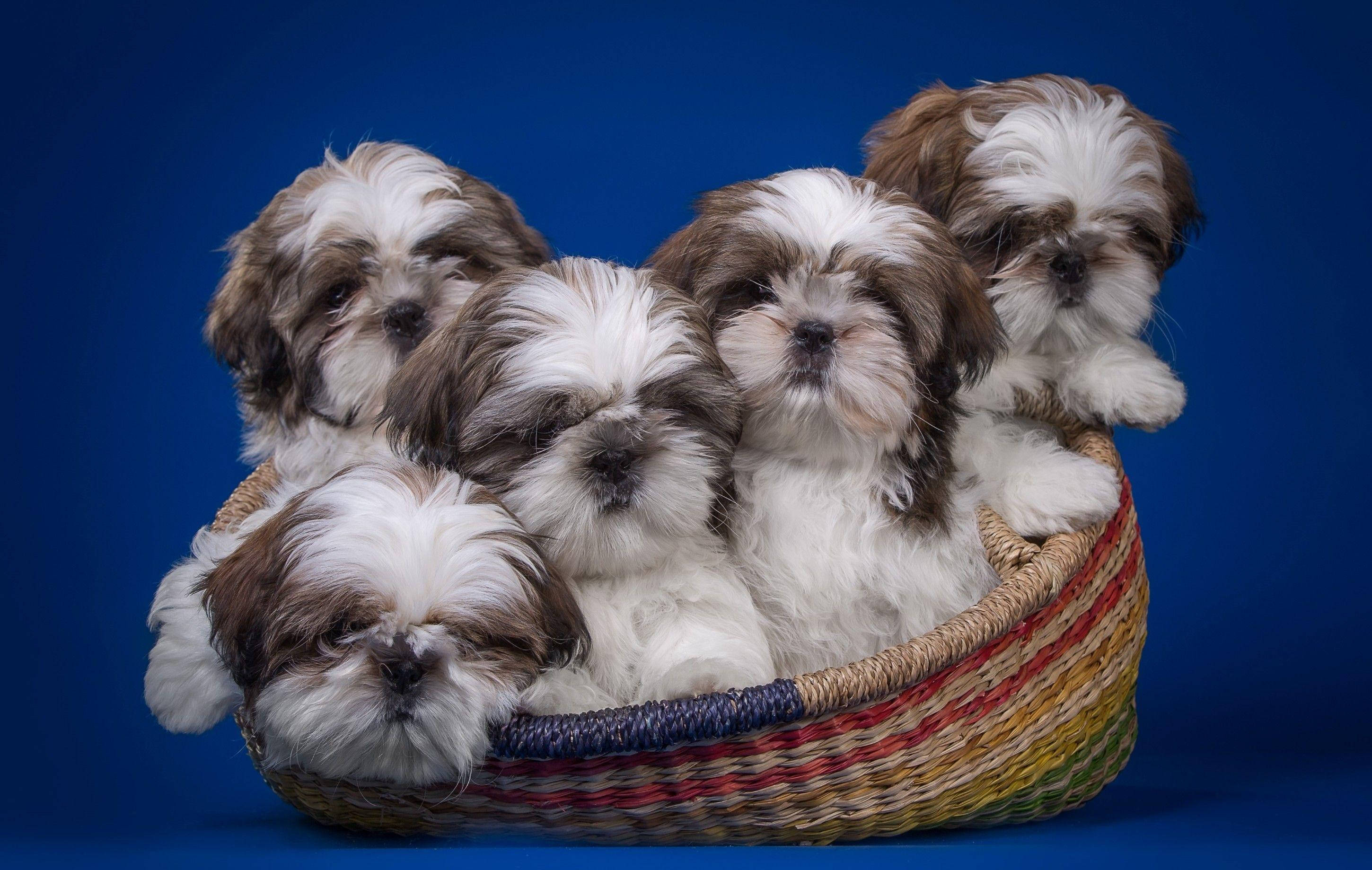 Shih Tzu puppies, wicker basket, white and brown fur, 2K Desktop Wallpaper