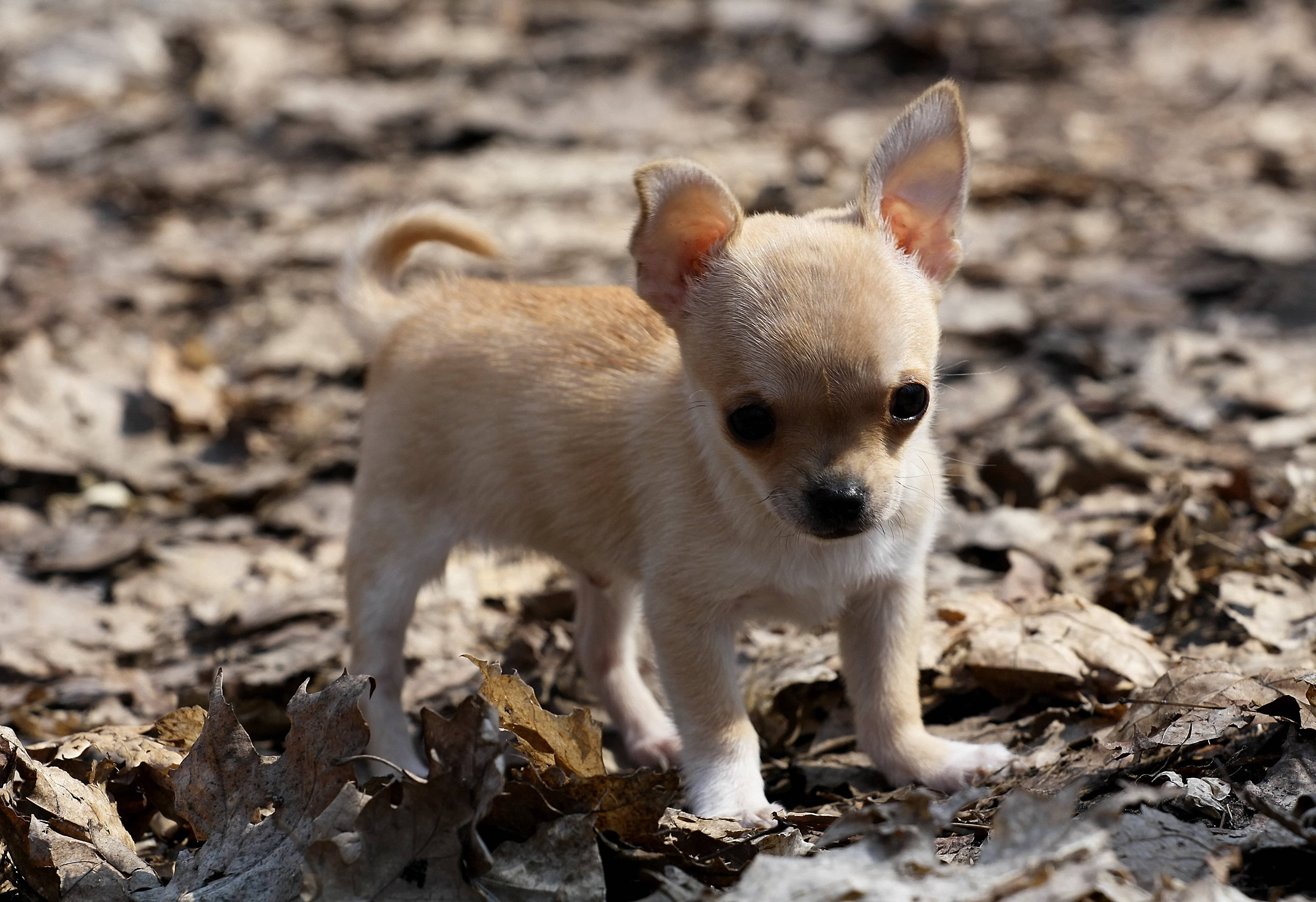 Chihuahua puppy, dried leaves, autumn leaves, 2K Desktop Wallpaper