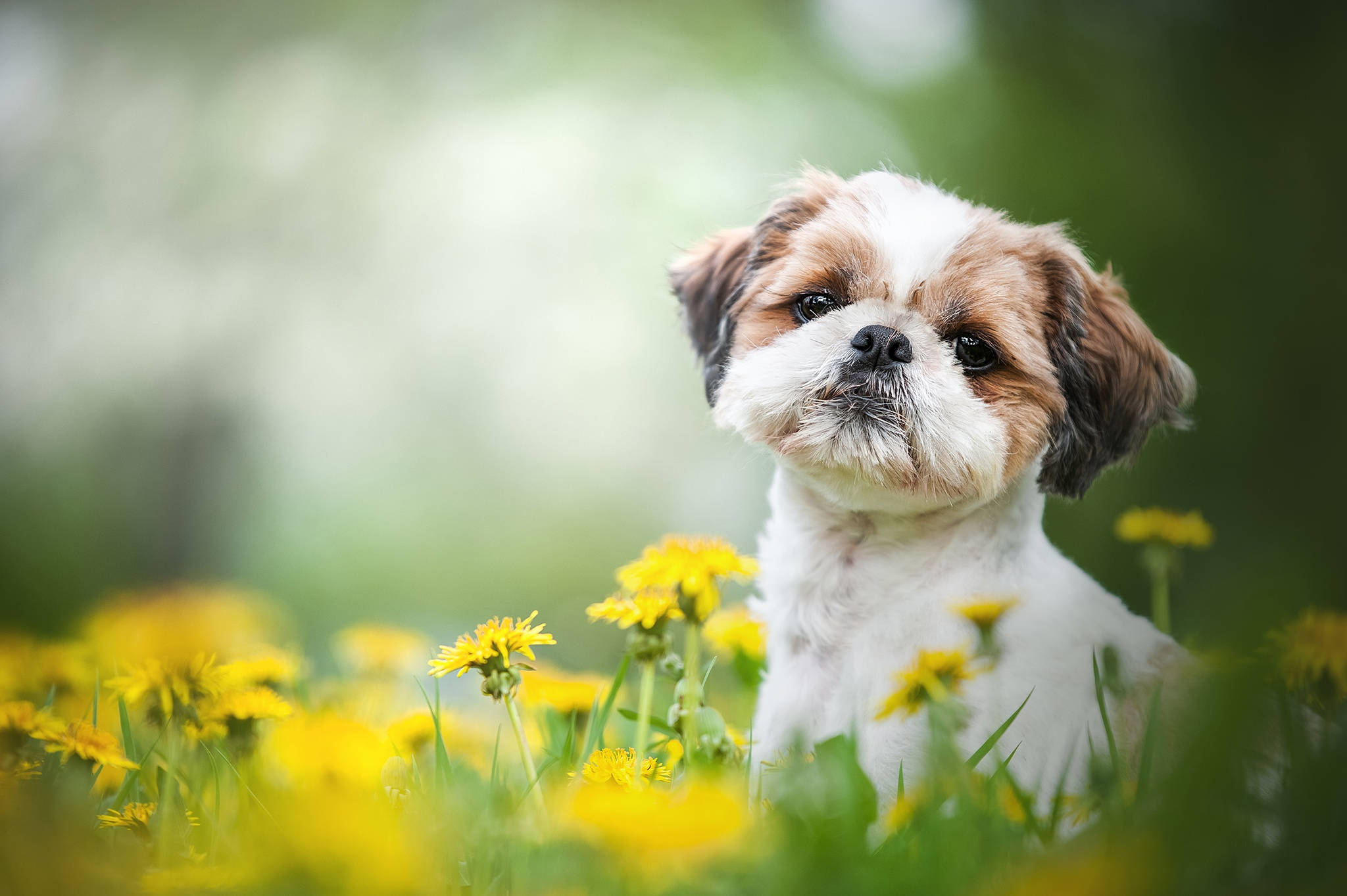 Shih Tzu, brown and white fur, vibrant yellow dandelions, Full HD Desktop Wallpaper