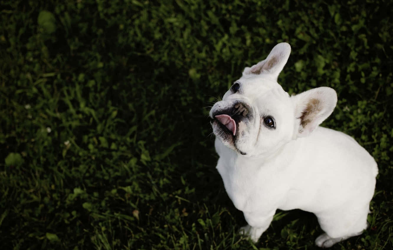 white French bulldog, perky ears, tongue out, HD Desktop Wallpaper