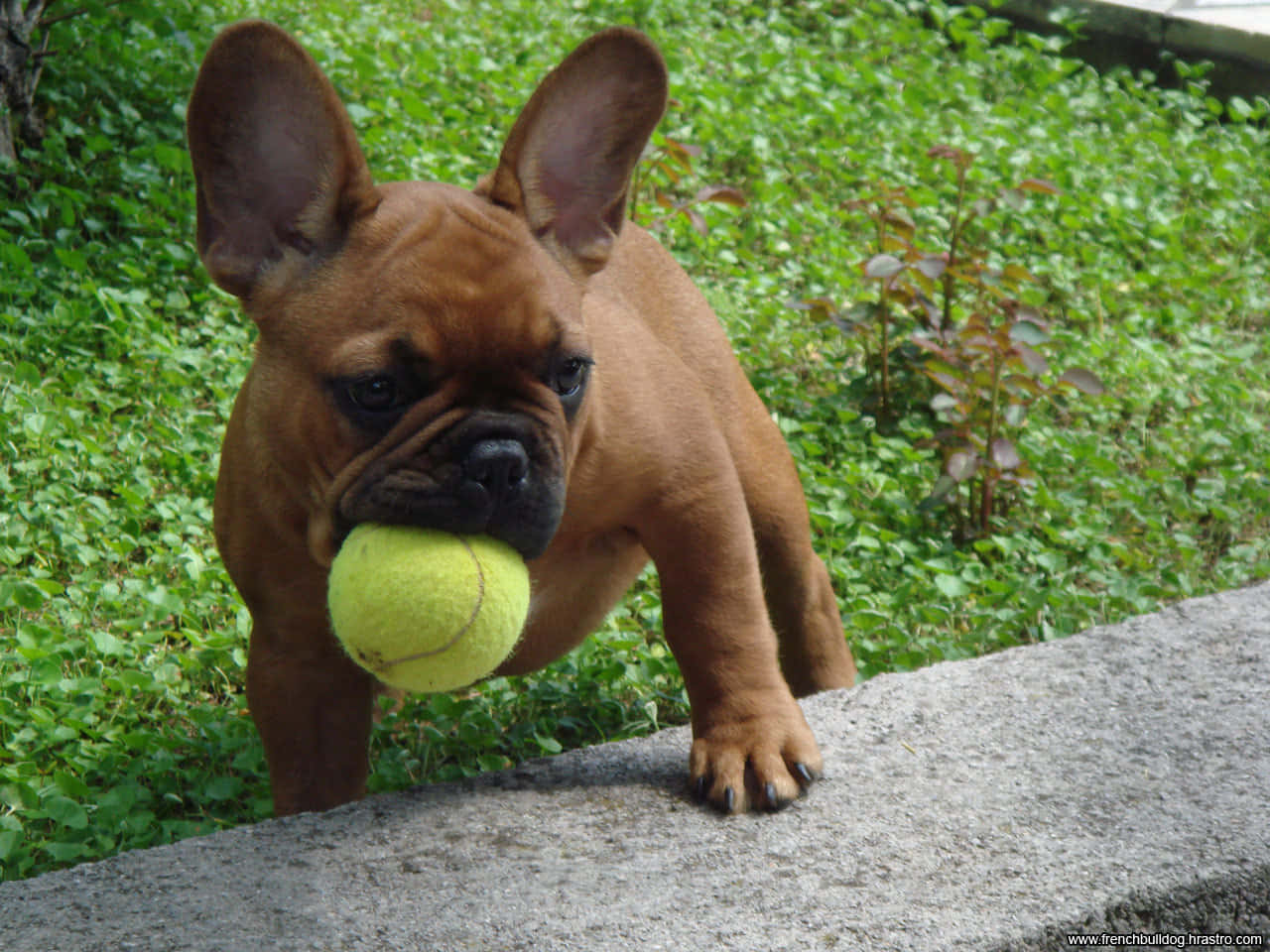 French Bulldog Puppy, bright yellow tennis ball, stone ledge, HD Desktop Wallpaper
