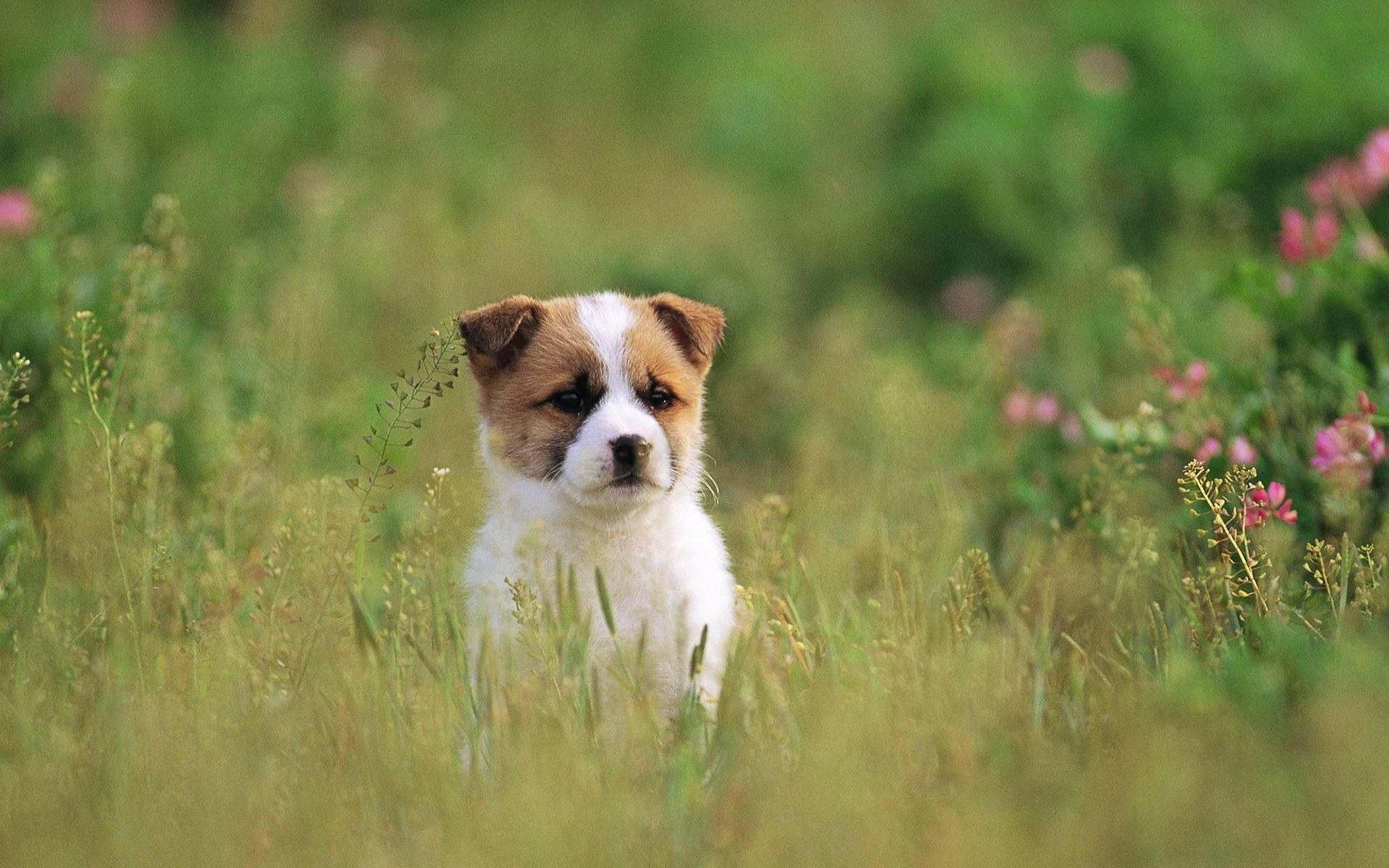 sheepdog, puppy dog, grass field, Full HD Desktop Wallpaper