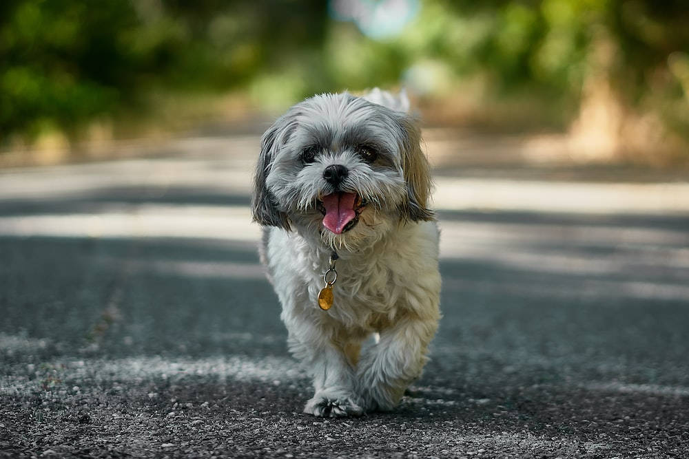 Shih Tzu, fluffy white and gray, sunlit asphalt path, SD Desktop Wallpaper
