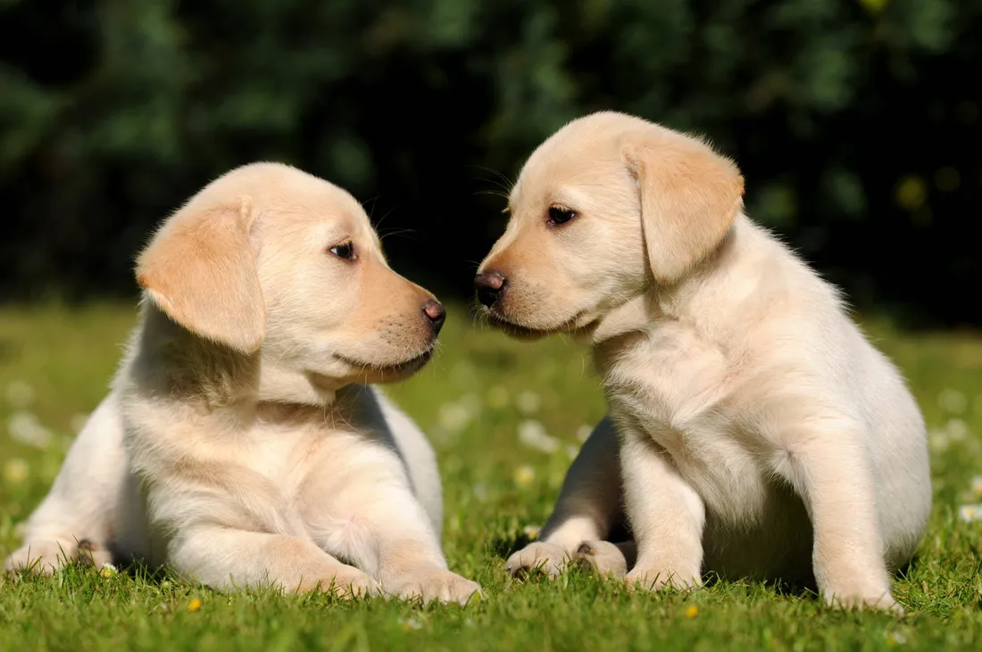 Puppy