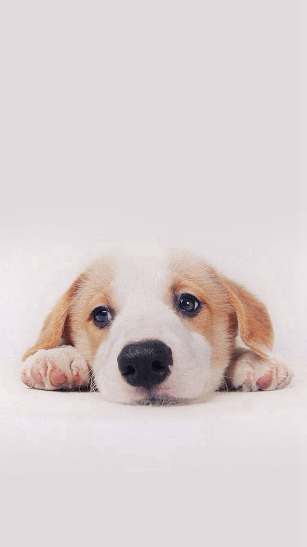 beagle puppy, big dark eyes, floppy ears, Full HD Phone Wallpaper