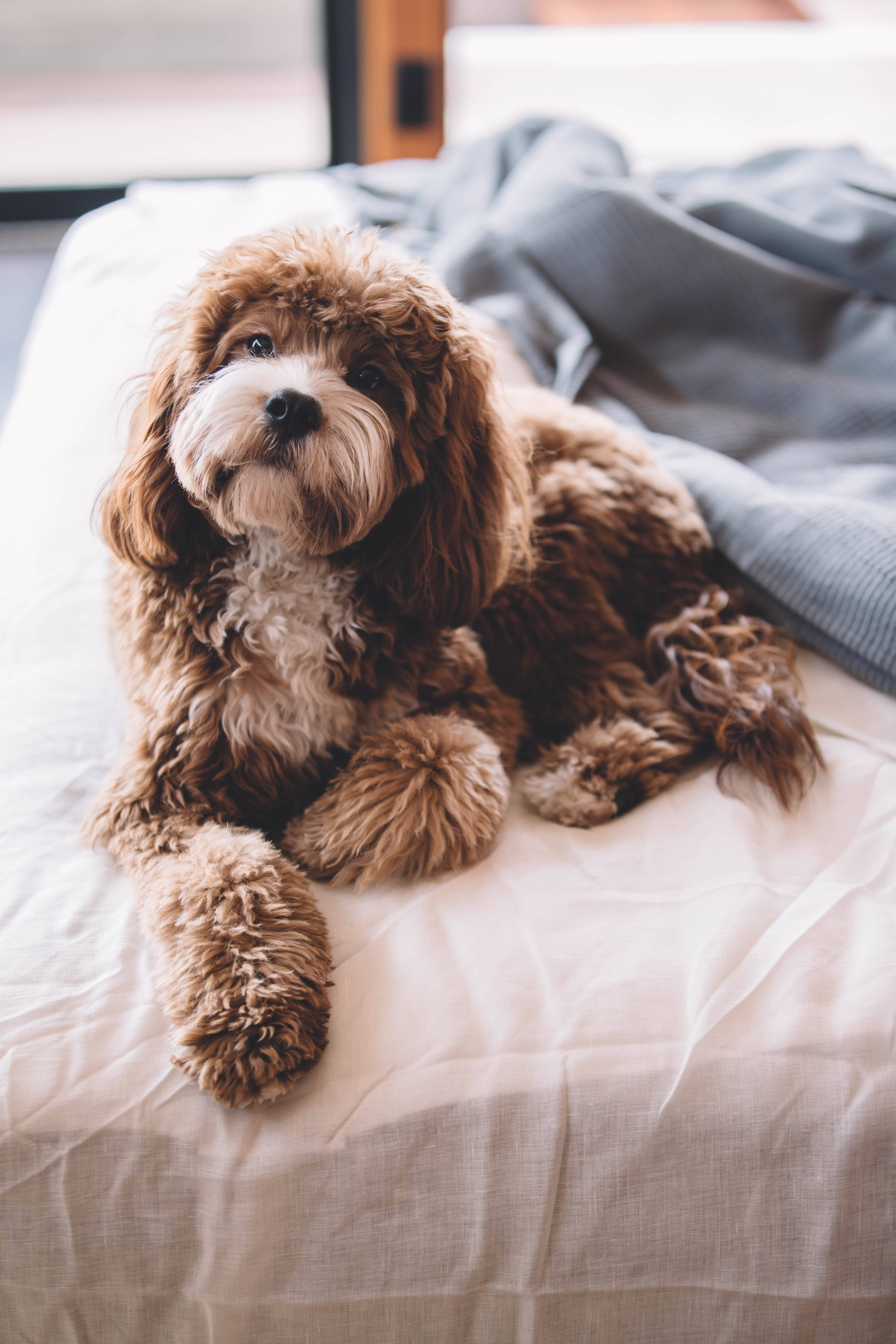 cavapoo, brown and white puppy, white bedspread, 5K Phone Wallpaper