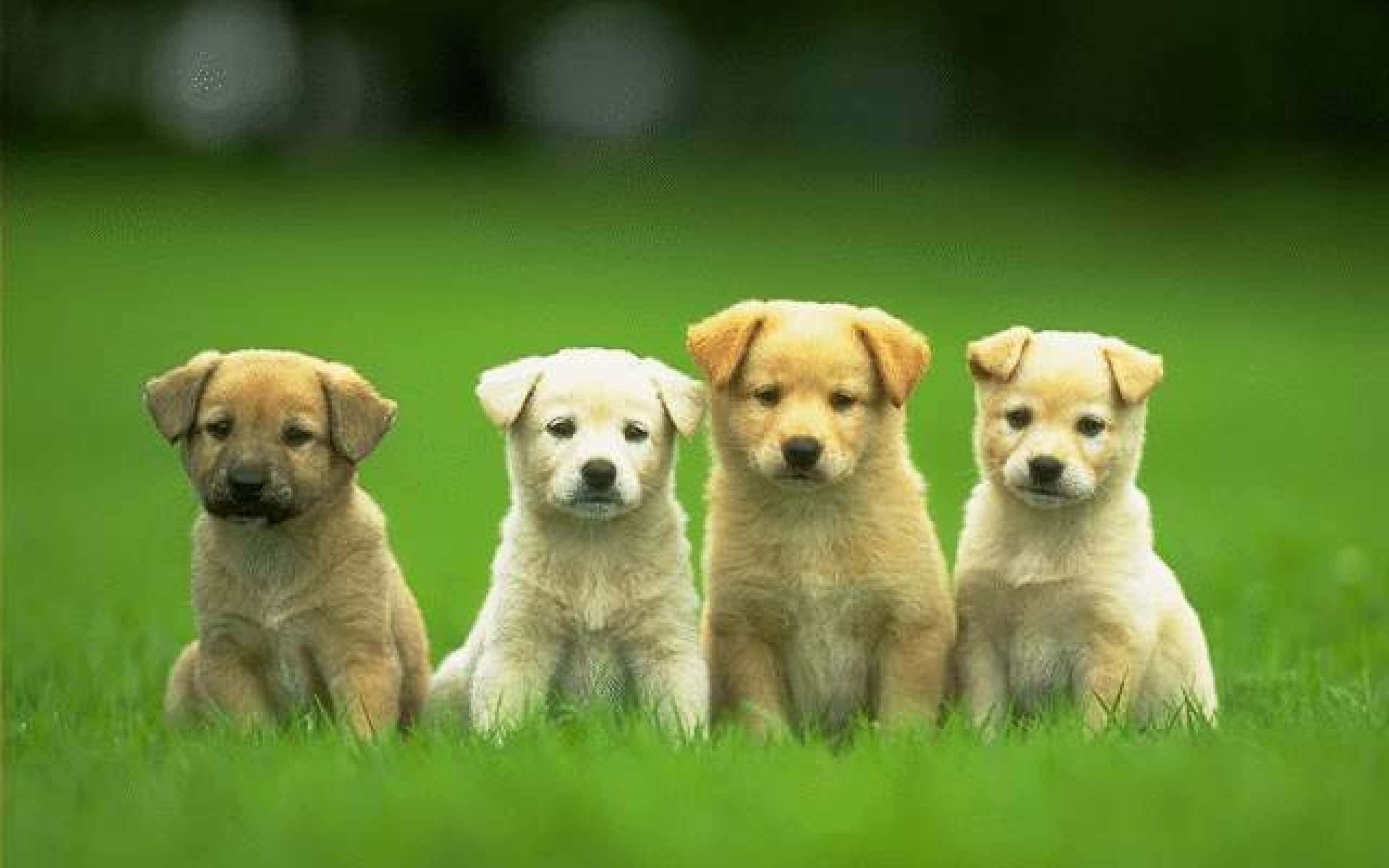 Labrador puppies, dog breeds, vibrant green grass, 2K Desktop Wallpaper