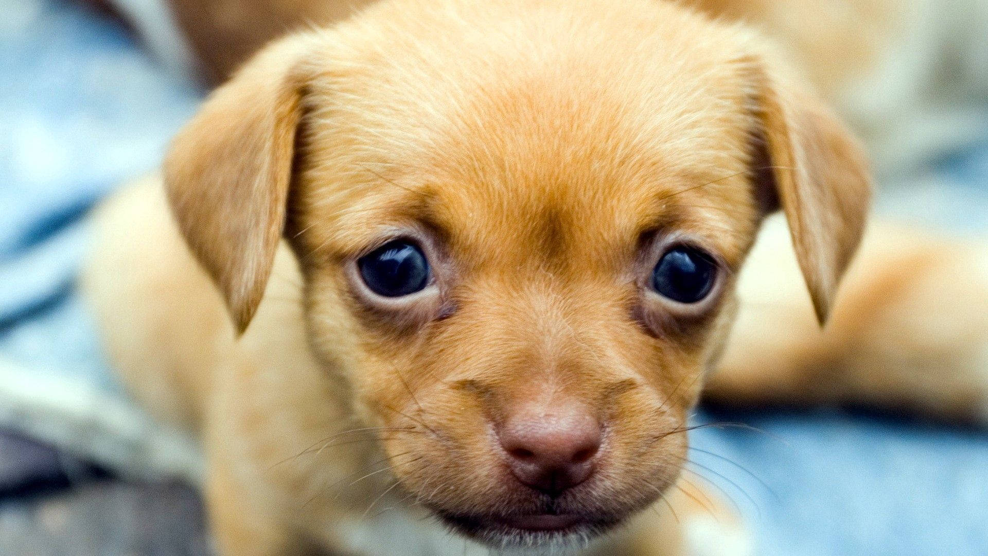 tiny brown puppy, light brown, big dark eyes, Full HD Desktop Wallpaper