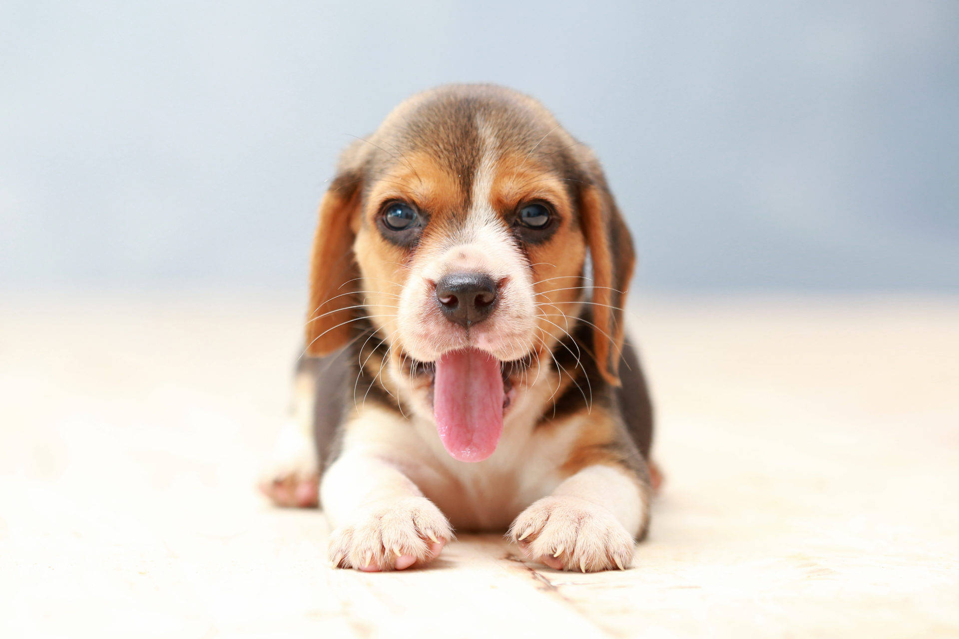 beagle, puppy, floppy ears, Full HD Desktop Wallpaper