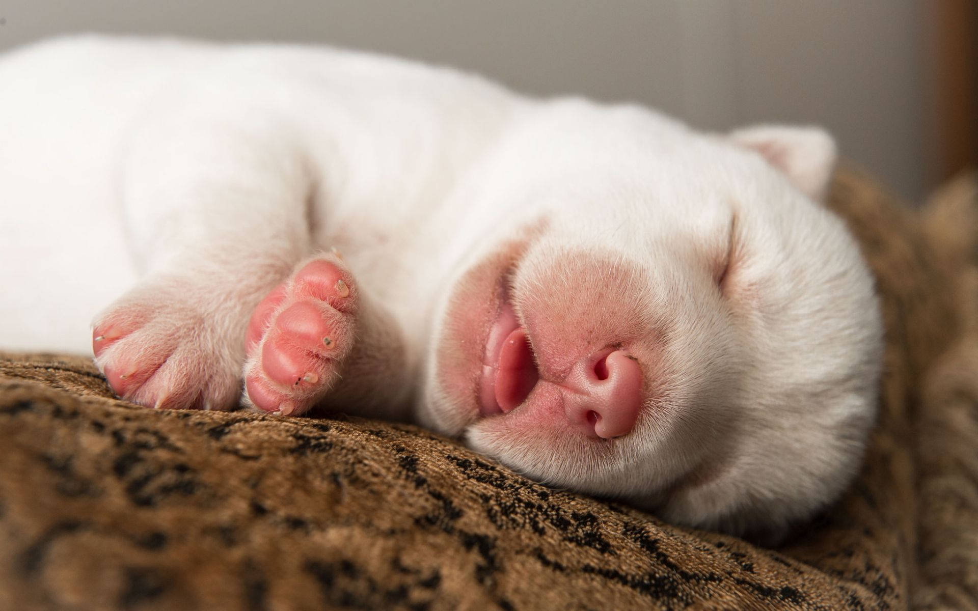 sleeping baby white dog, fluffy white puppy, closed eyes, Full HD Desktop Wallpaper