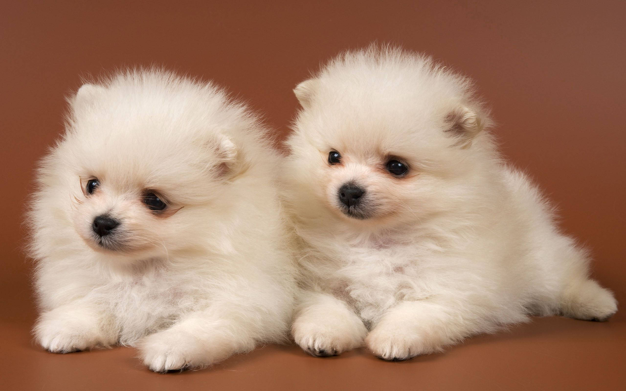 twin white Pomeranian puppies, dark eyes, fluffy, 2K Desktop Wallpaper