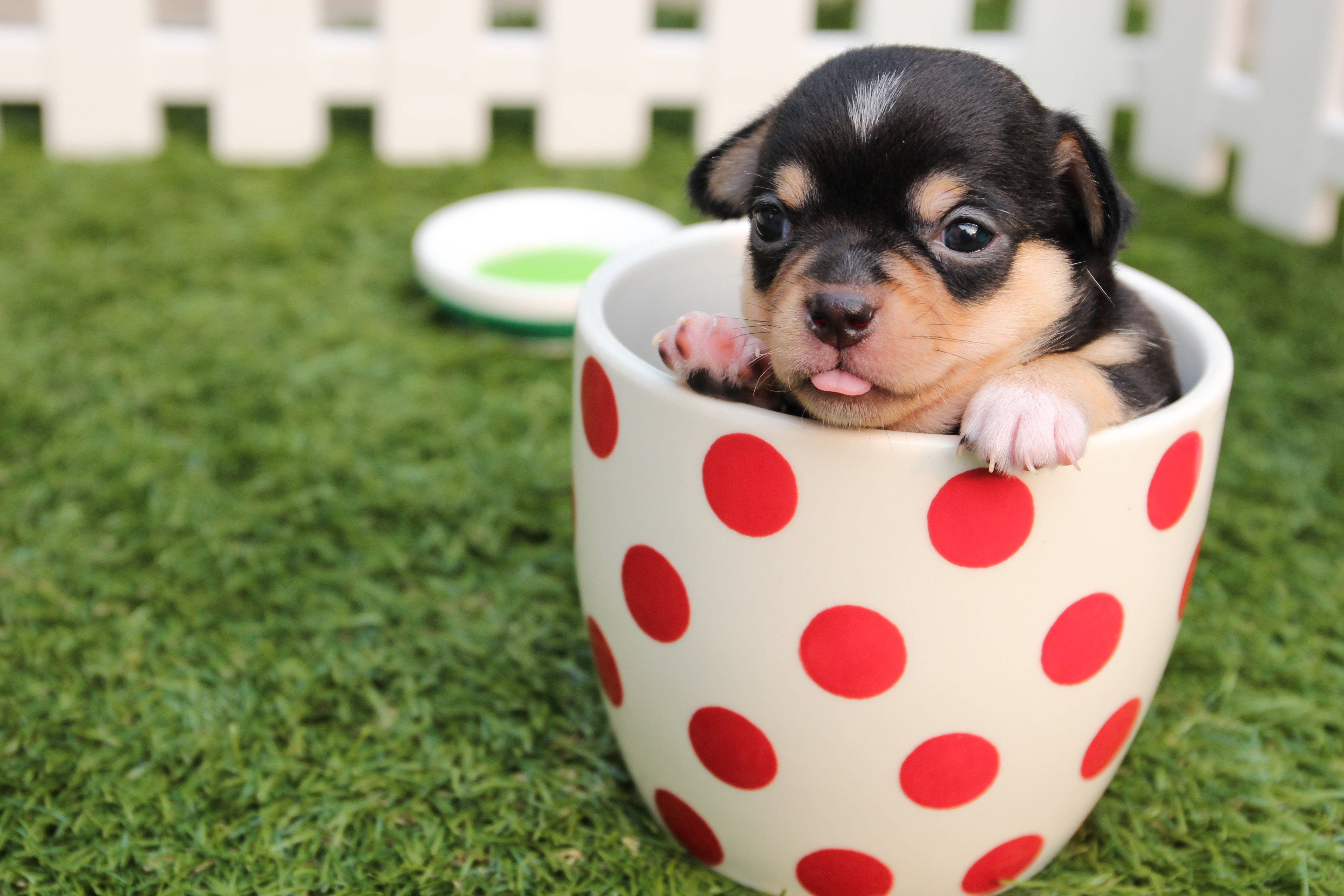 chihuahua puppy, red polka-dotted mug, green grass, 5K Desktop Wallpaper