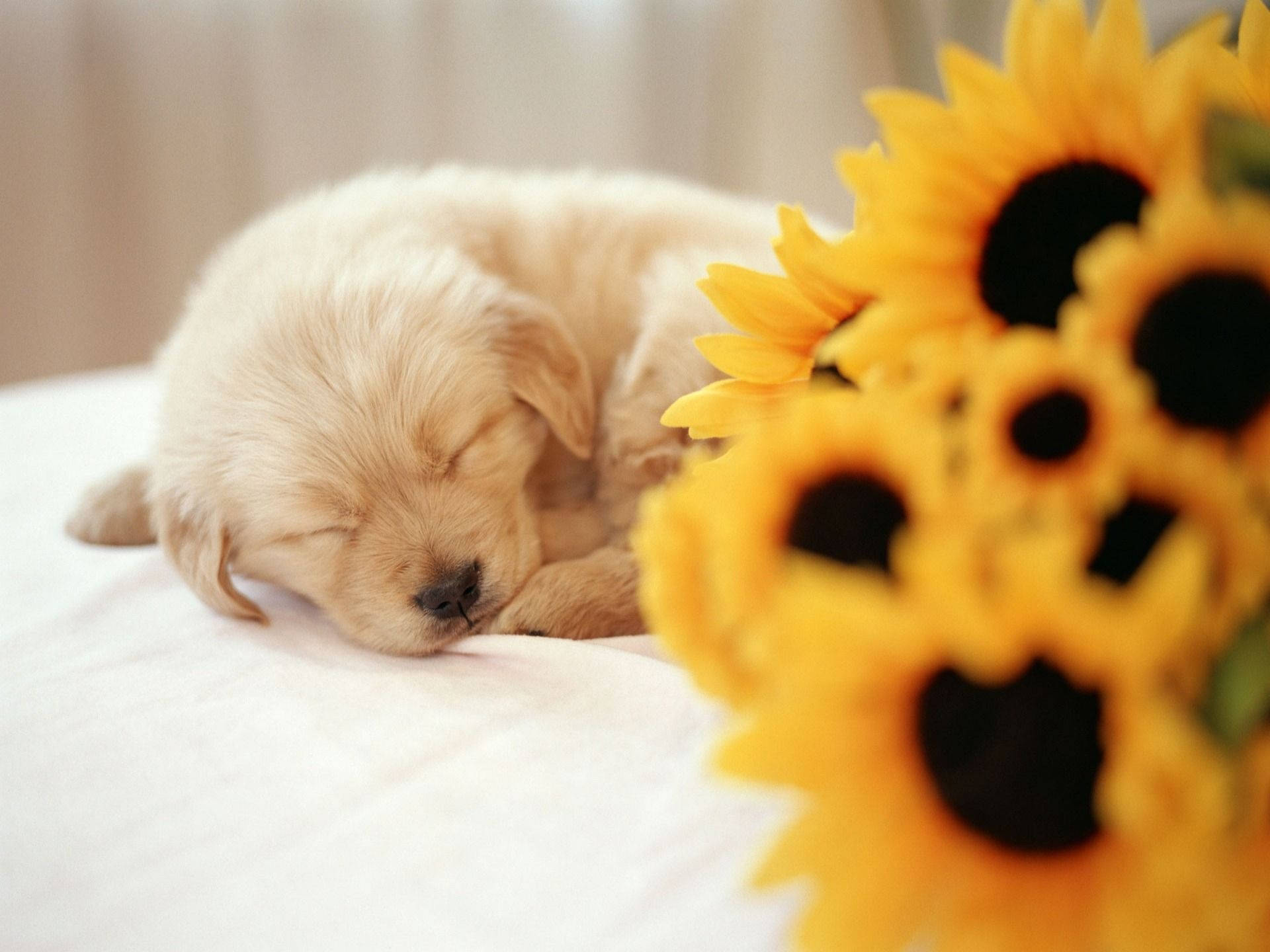 sleeping puppy, sunflowers, fluffy golden puppy, Full HD Desktop Wallpaper