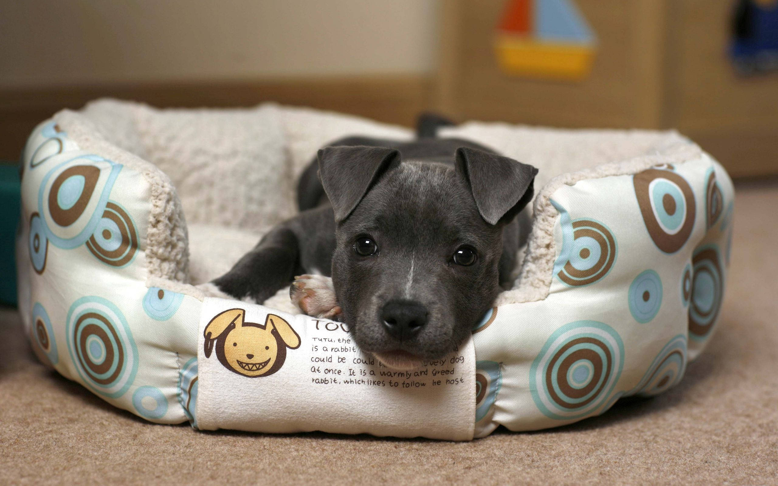 little black puppy, cozy patterned dog bed, carpeted floor, 2K Desktop Wallpaper
