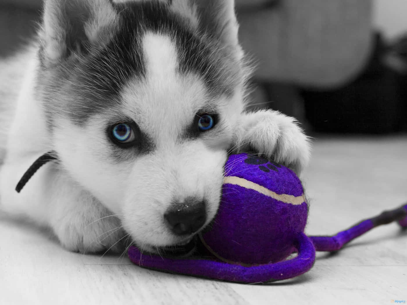 Siberian Husky puppy, vibrant purple tennis ball, black and white, HD Desktop Wallpaper