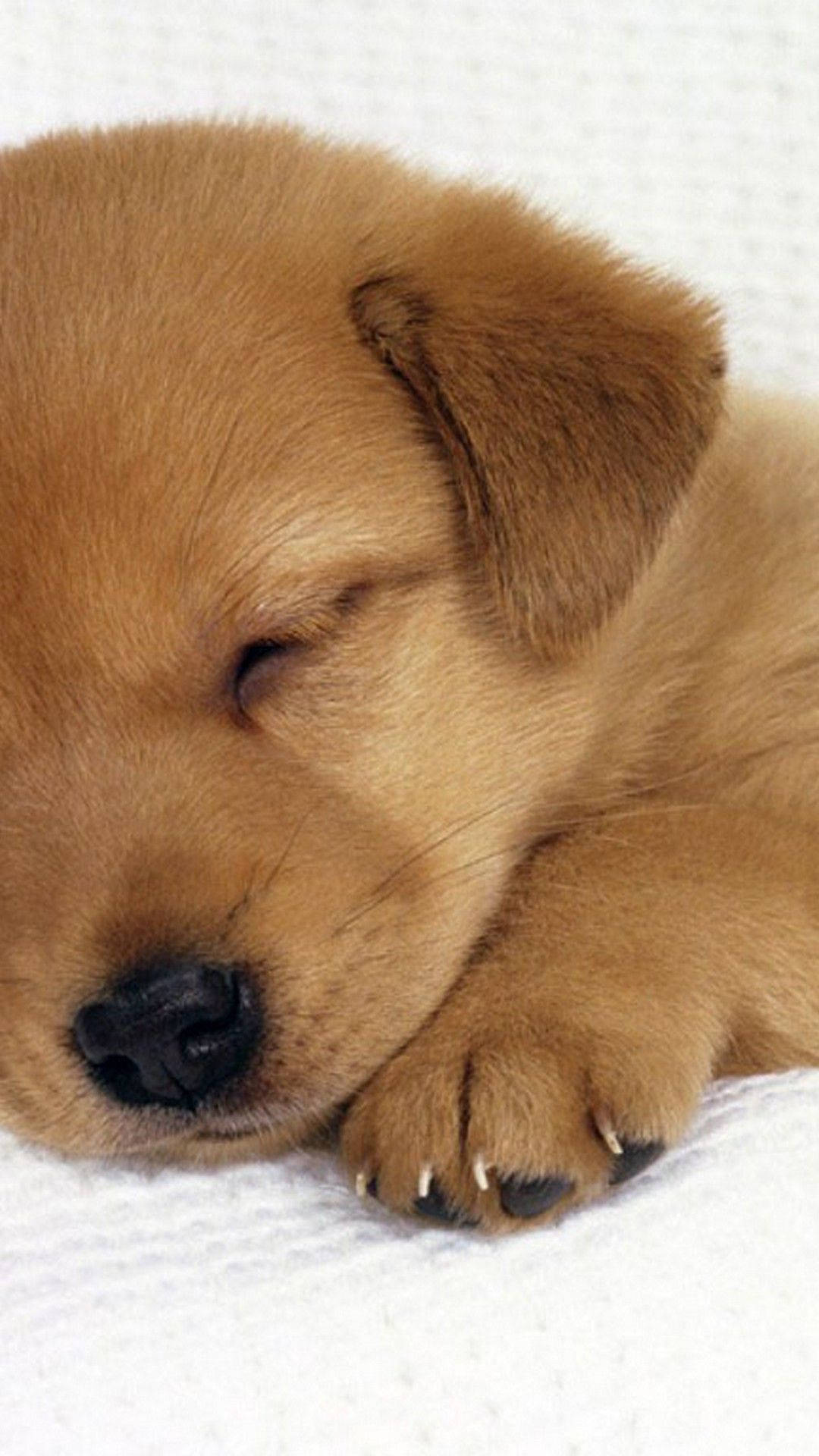 cute napping brown puppy, fluffy golden puppy, soft white textured blanket, Full HD Phone Wallpaper