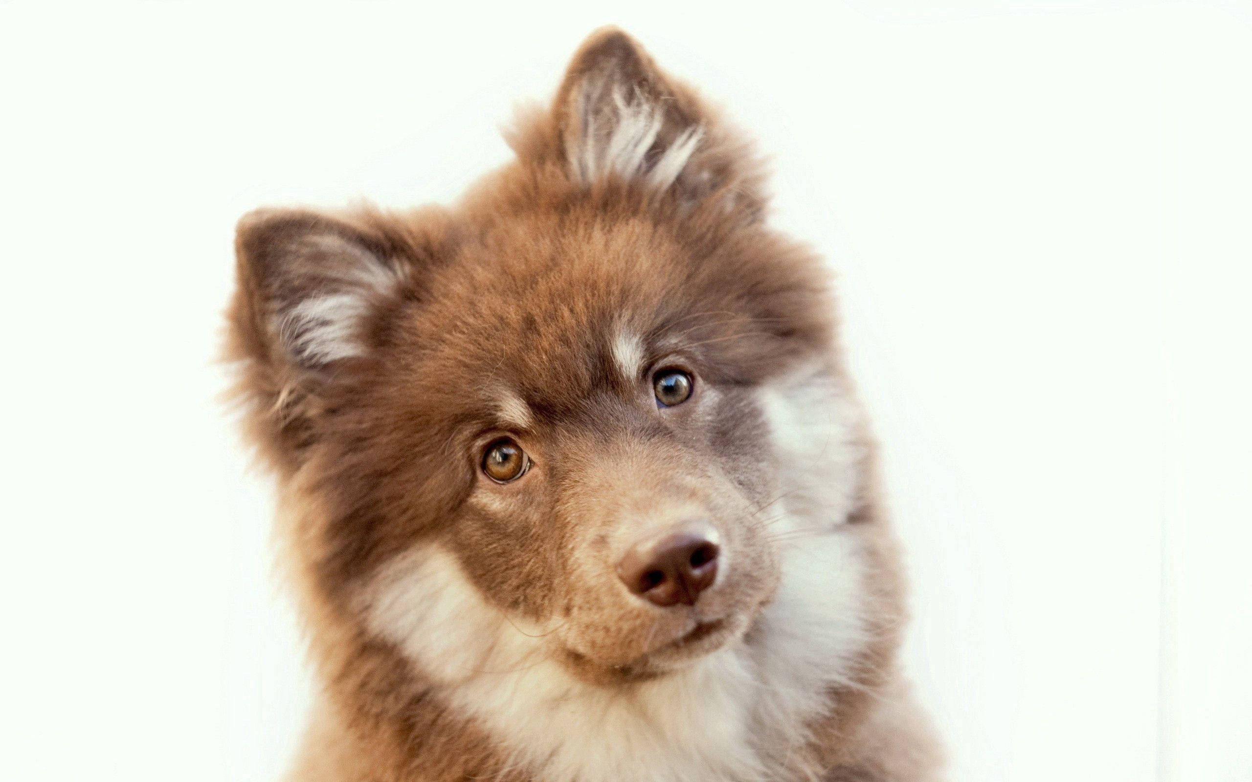 fluffy brown and white puppy, big expressive eyes, bright white background, 2K Desktop Wallpaper
