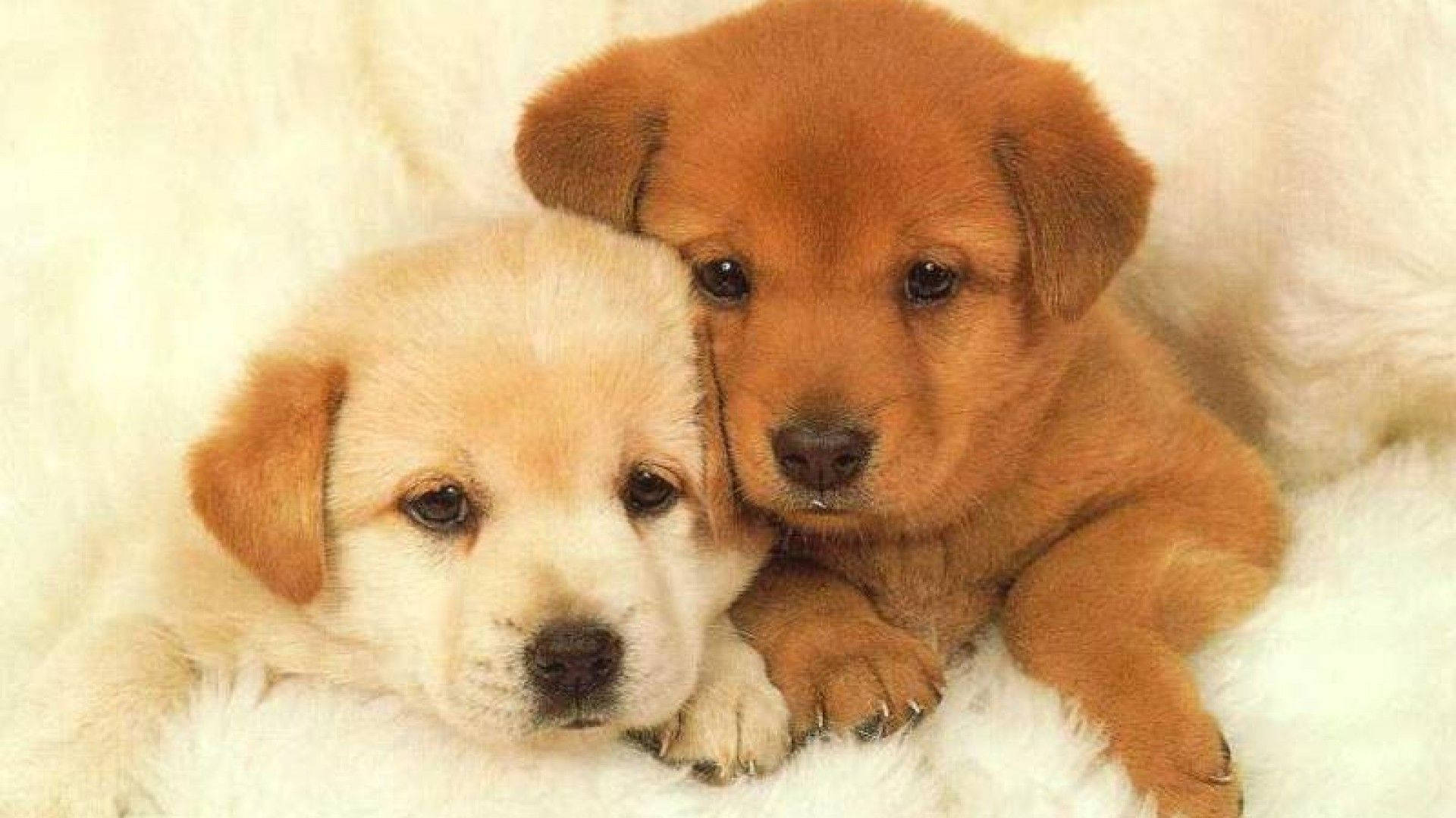 sweet puppy siblings, cream, brown, Full HD Desktop Wallpaper