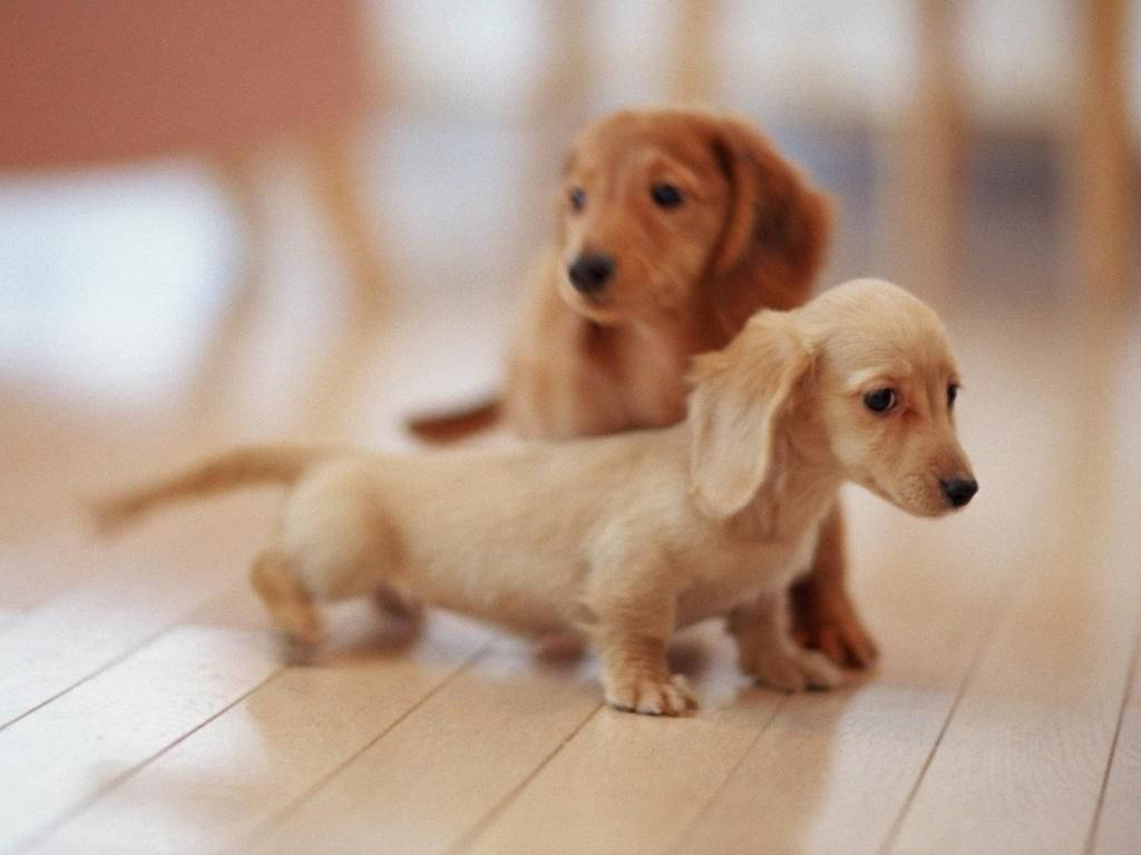 dachshund puppies, tan fur, light wooden floor, SD Desktop Wallpaper