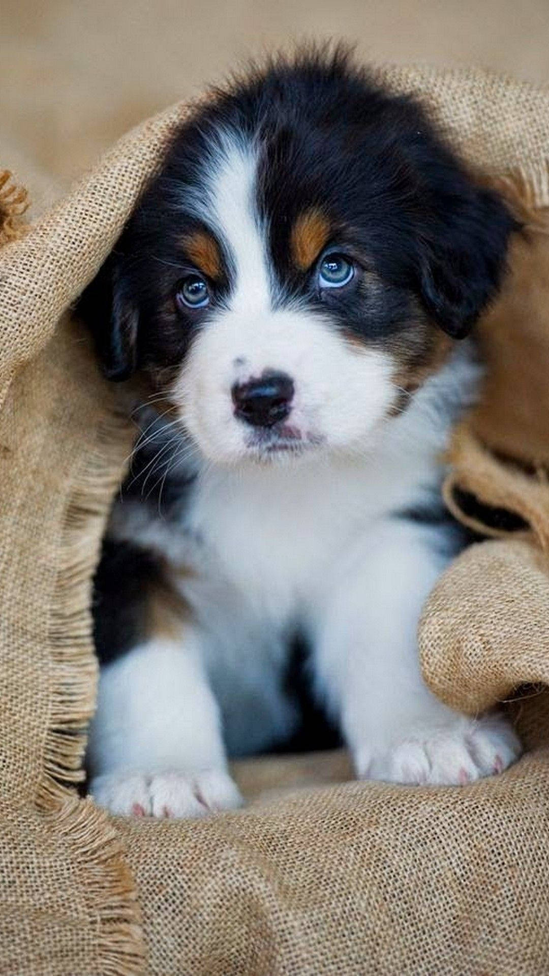 puppy, tricolor, blue eyes, Full HD Phone Wallpaper