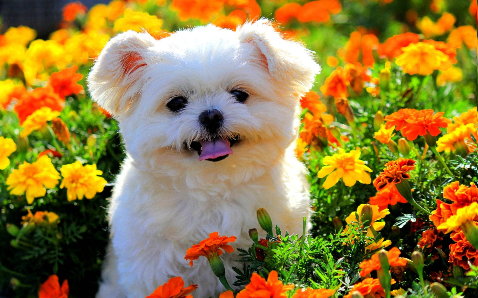 white puppy, pink tongue, vibrant orange and yellow marigolds, Full HD Desktop Wallpaper